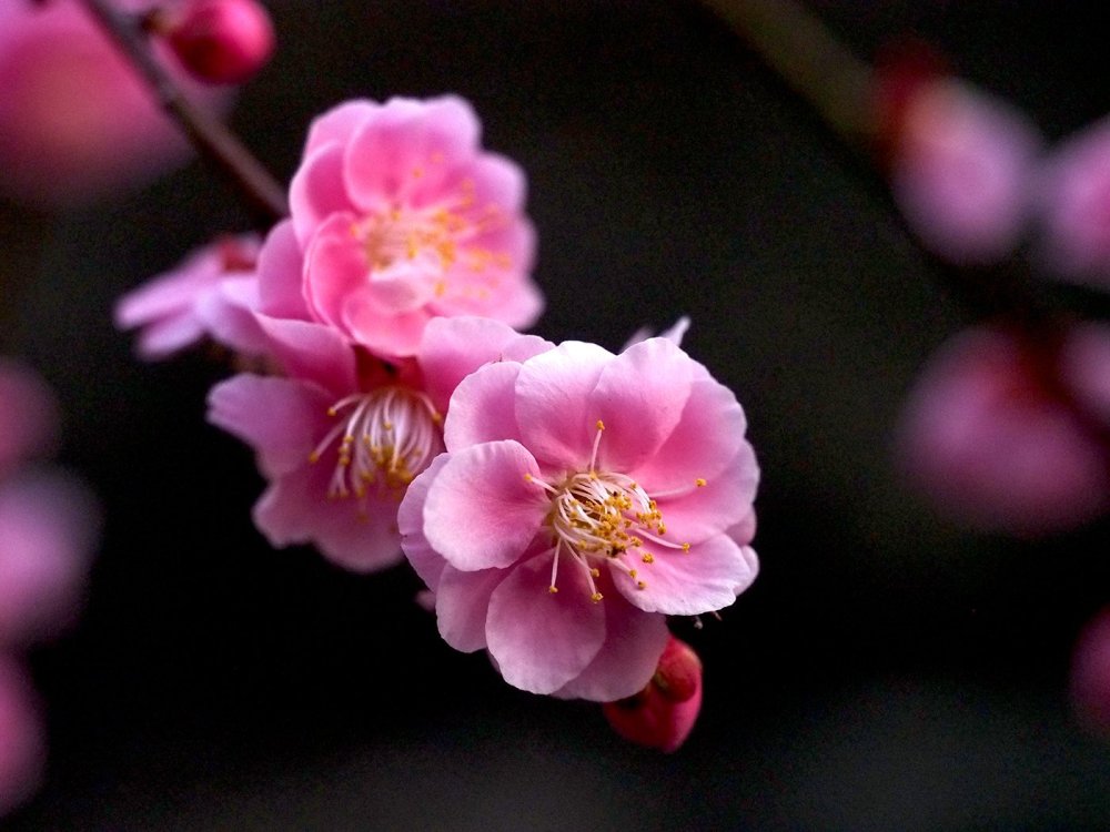 Сакура японская слива