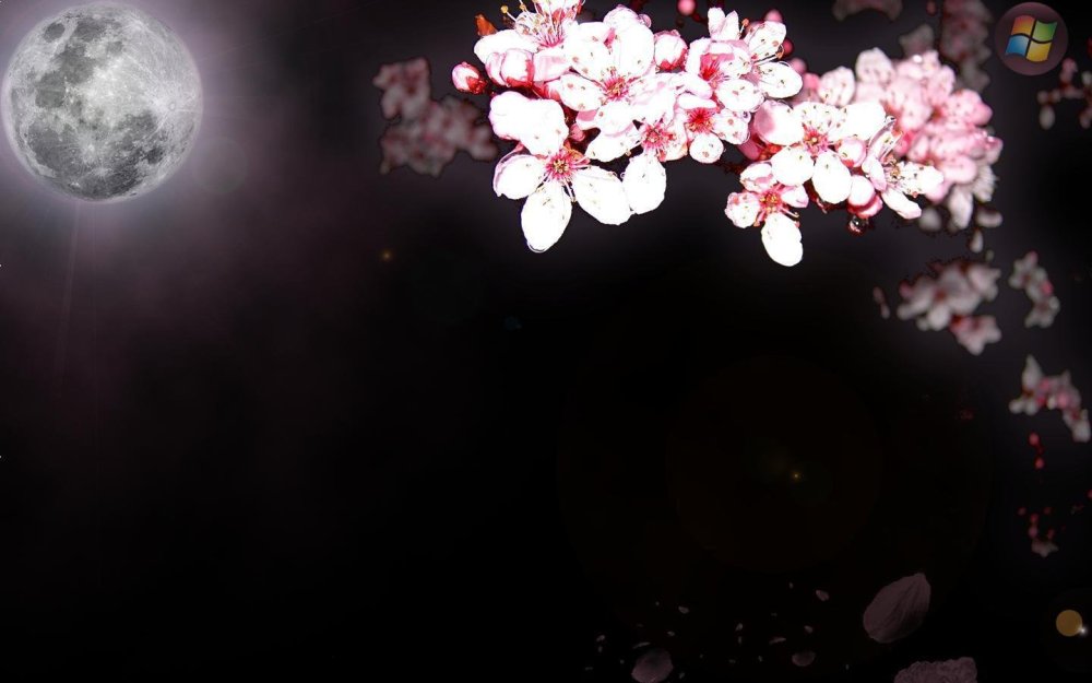 Сакура на черном фоне