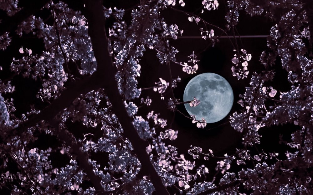 Луна в ветках