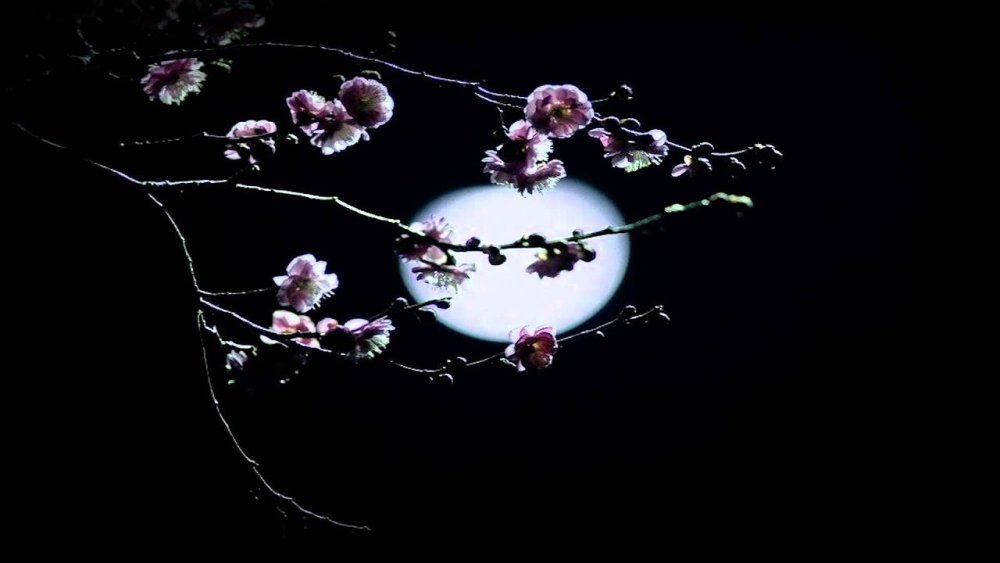 Ветка Сакуры на темном фоне