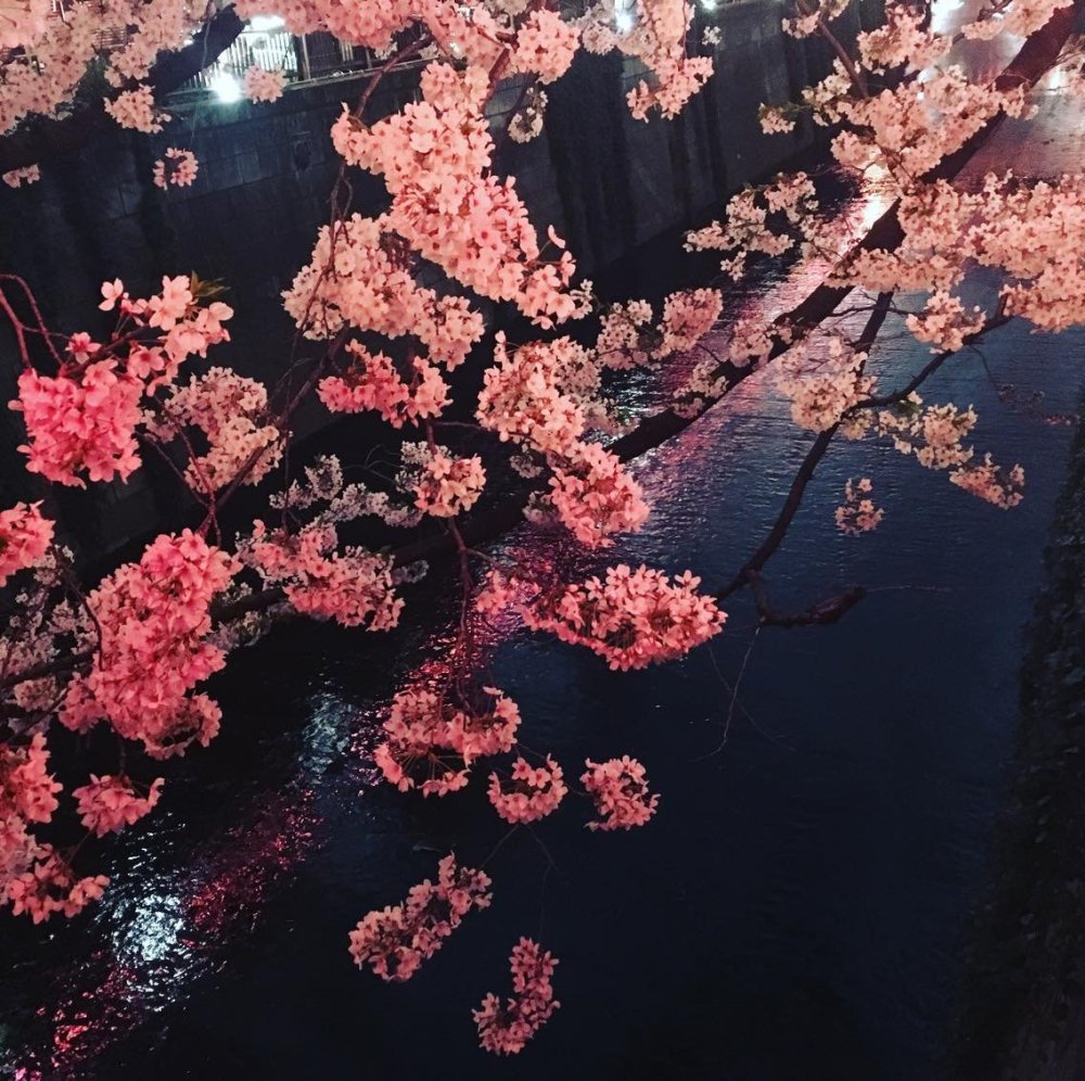 Черри блоссом Эстетика