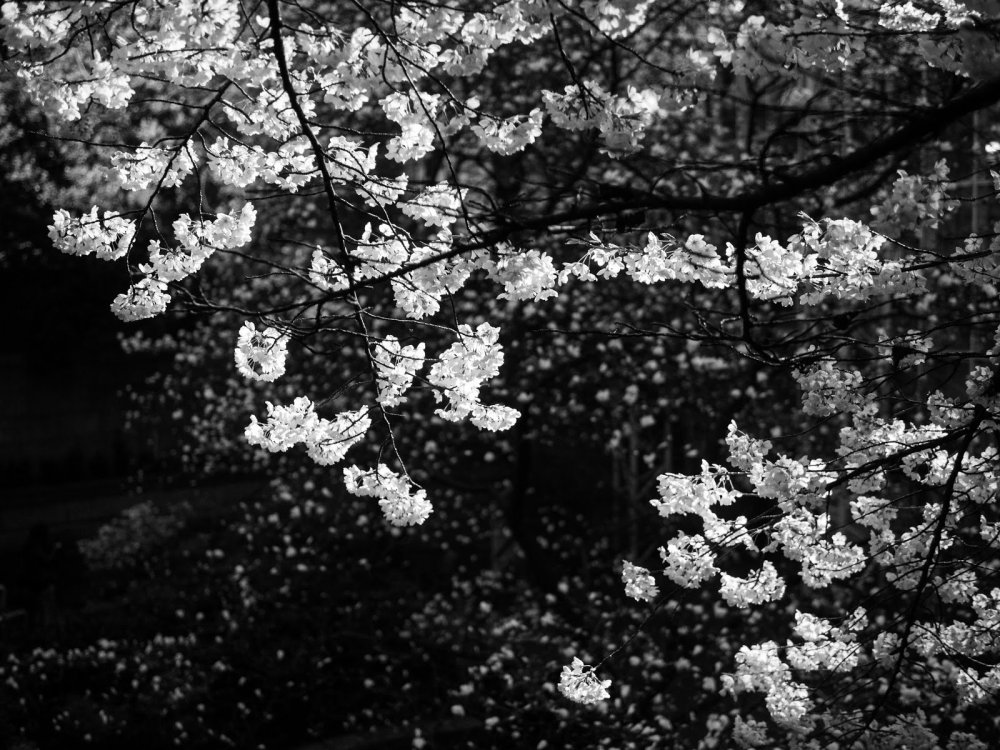 Сакура чёрно белая