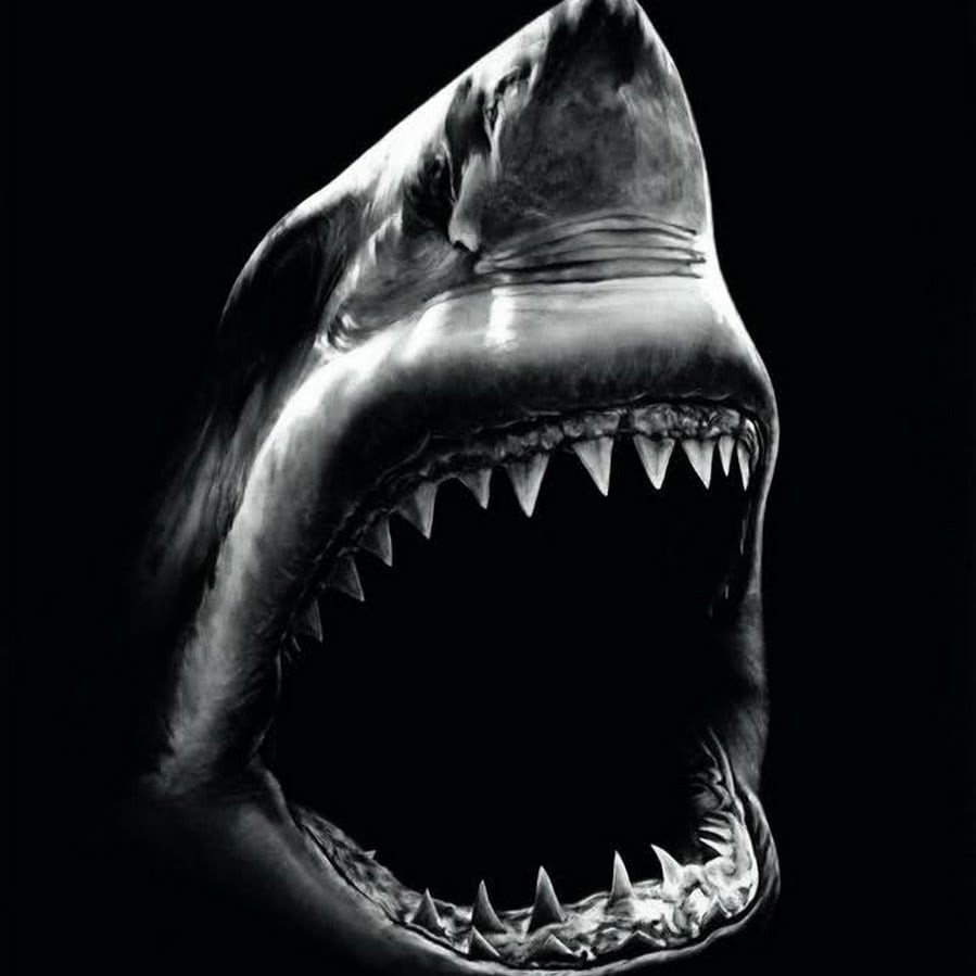 Акула на рабочий стол