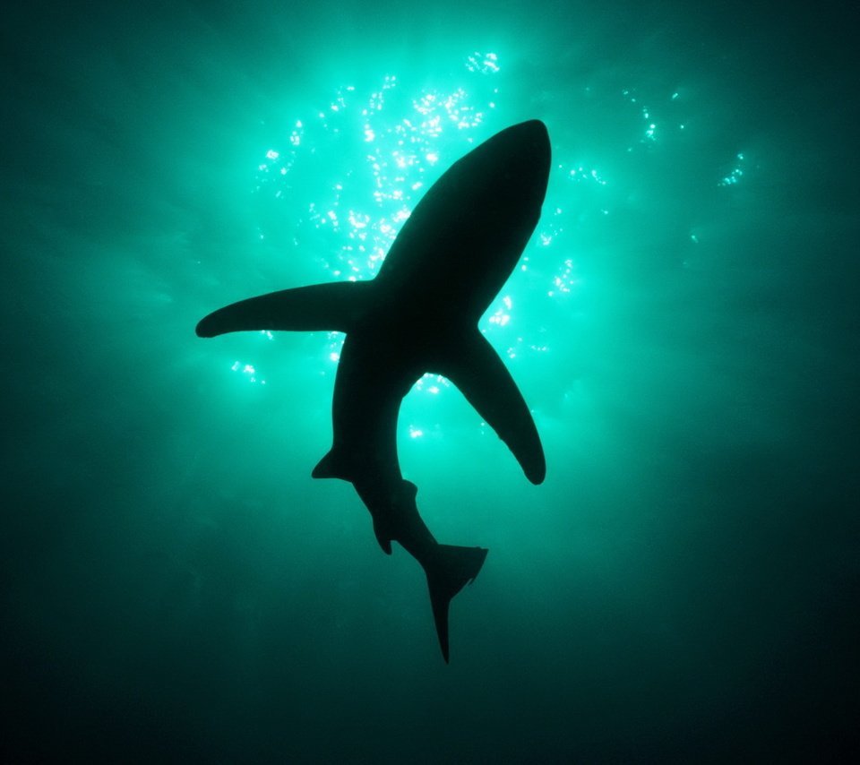 Акула на черном фоне