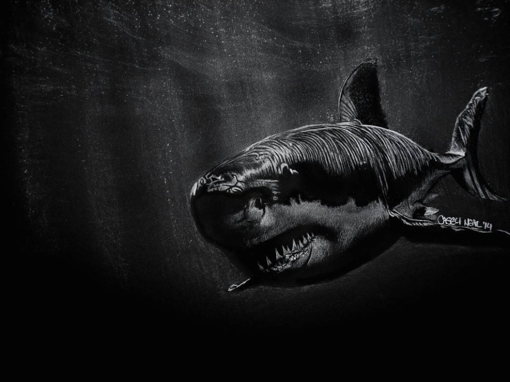 Акула Минимализм