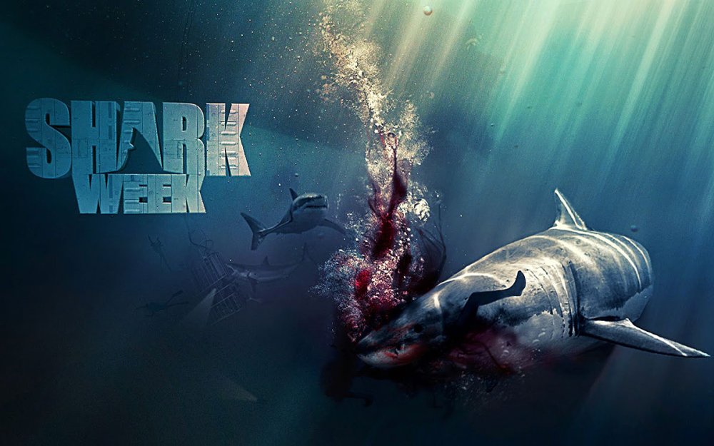 Акула на черном фоне