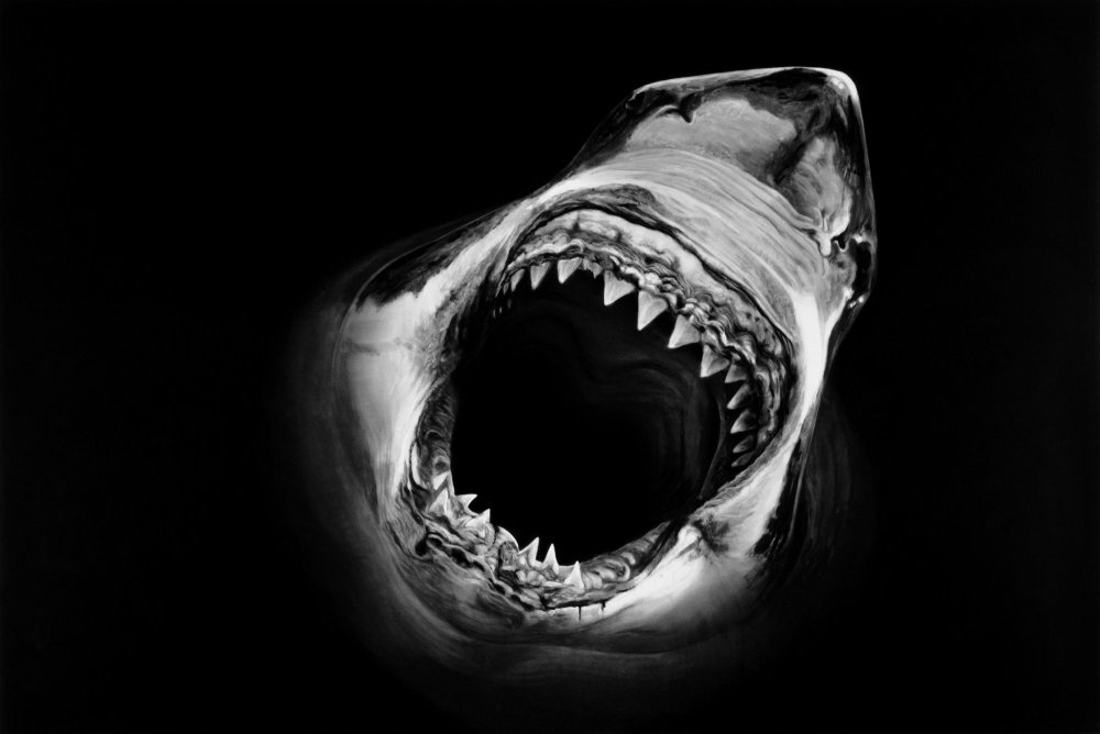 Акула на черном фоне