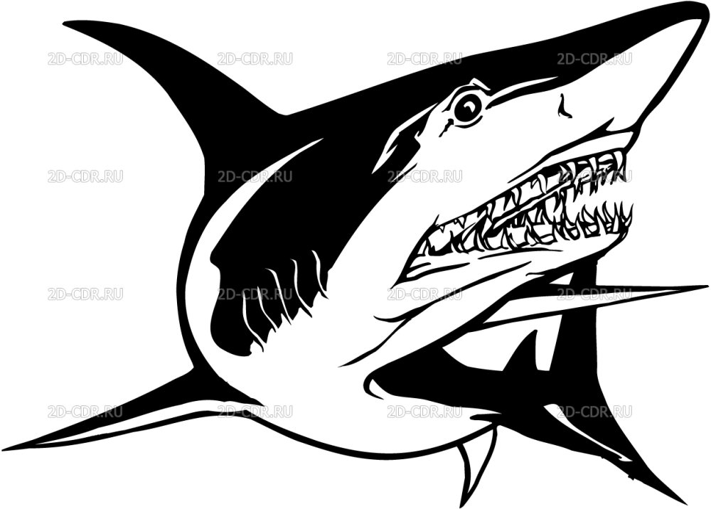 Paul Shark значок