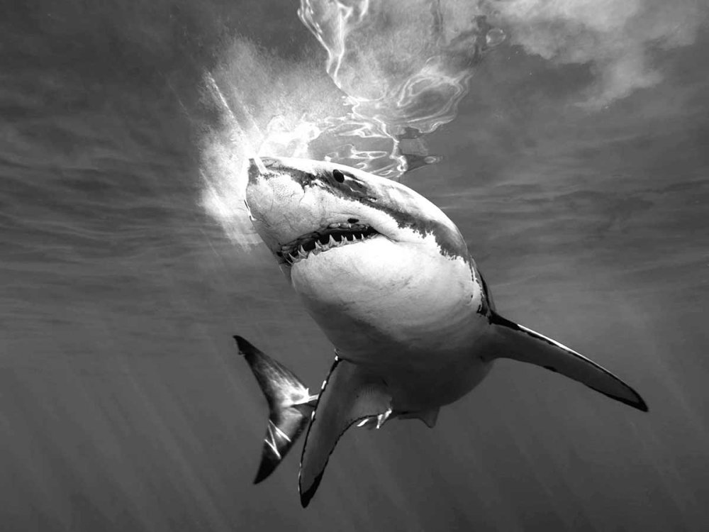 Акула на черном фоне