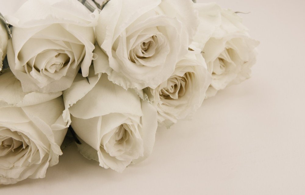 Роза на белом фоне