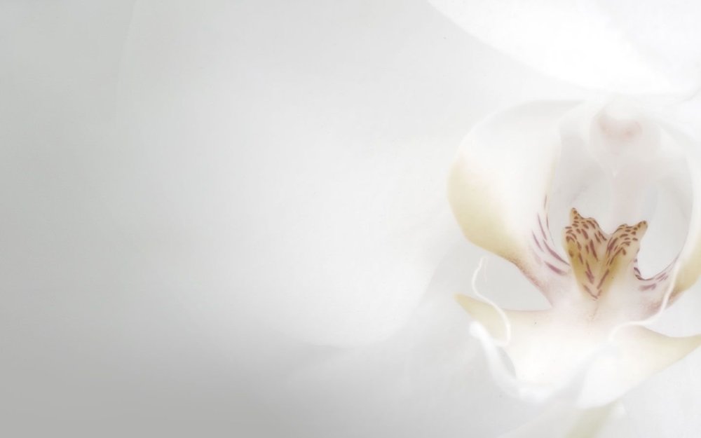 Красивые фоны для свадебной фотокниги