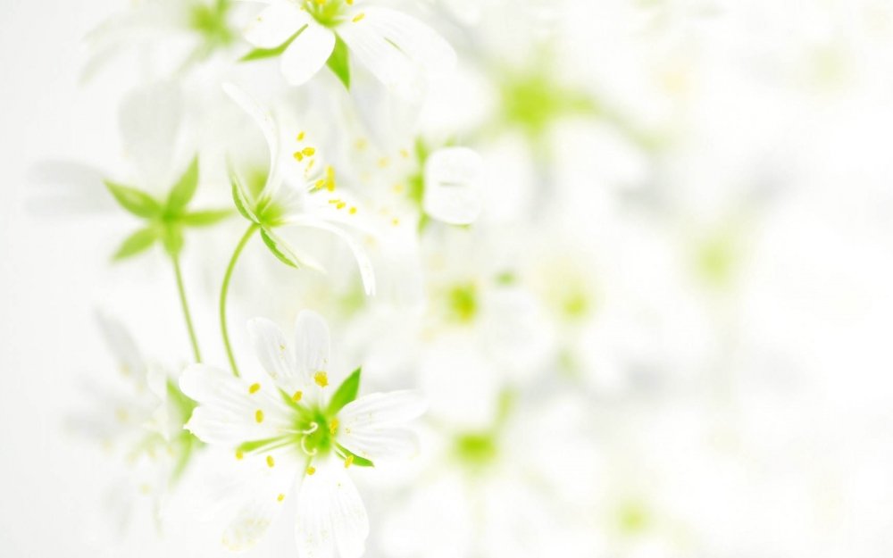 Весенние цветы фон