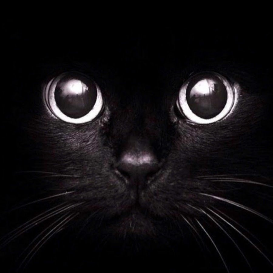 Чёрный кот с зелёными глазами