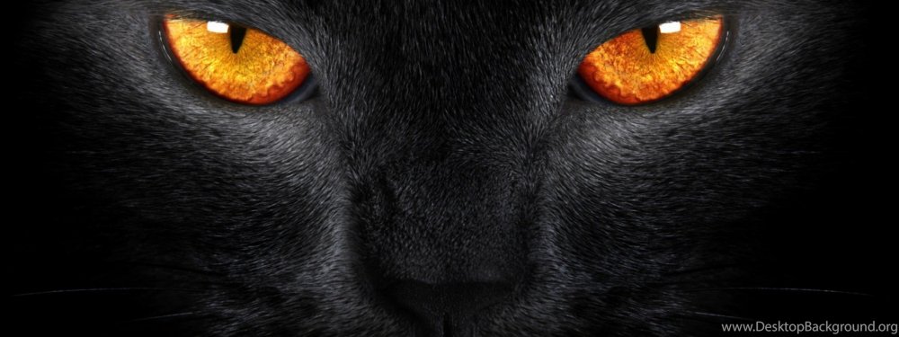 Чёрная кошка с голубыми глазами