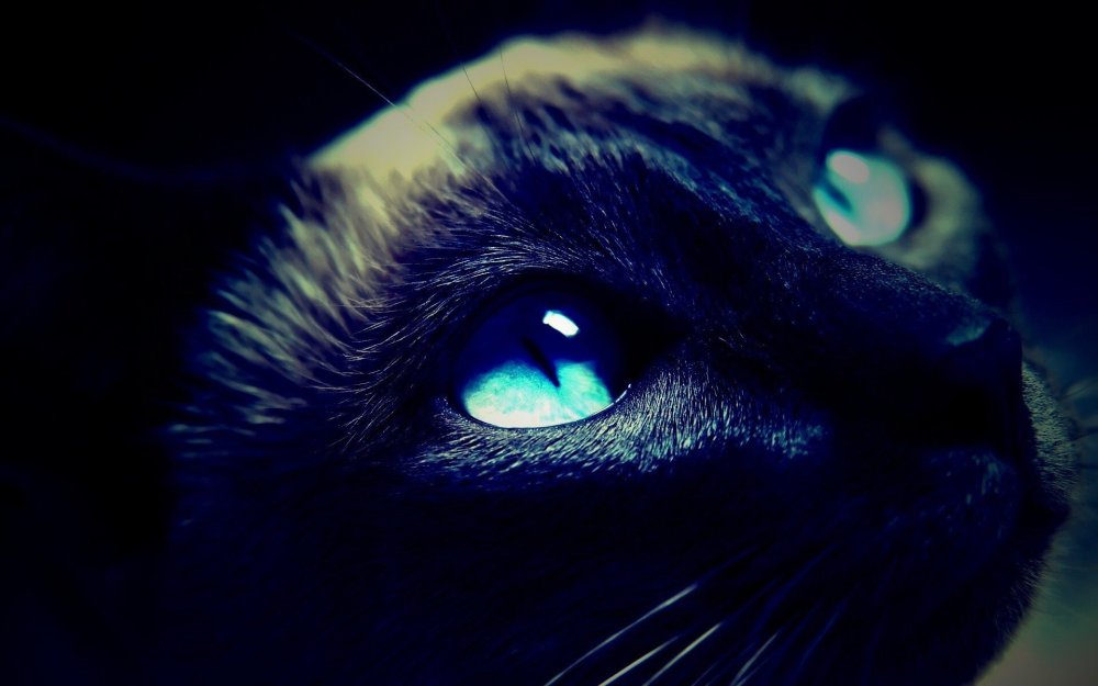 Черный кот с голубыми глазами