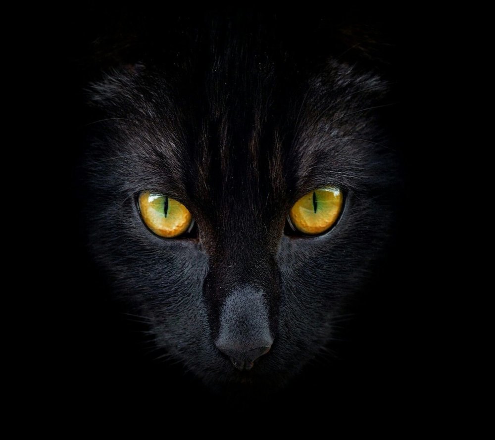 Черный кот с желтыми глазами