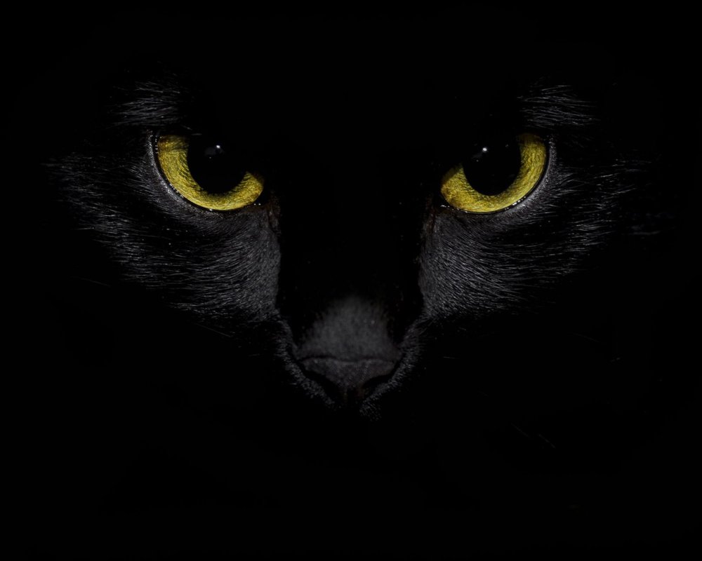 Кошка на черном фоне