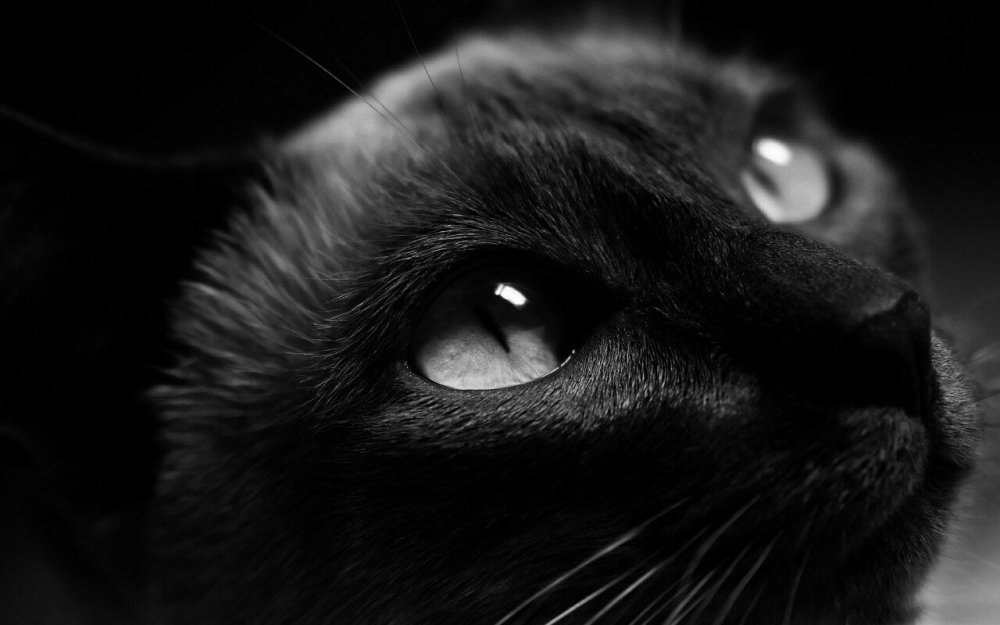 Морда кота на черном фоне
