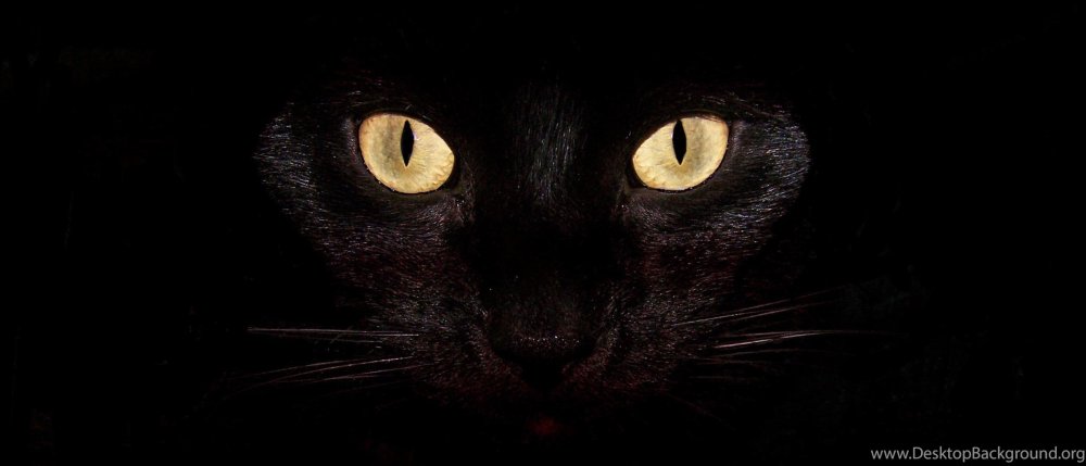 Страшные глаза кота в темноте