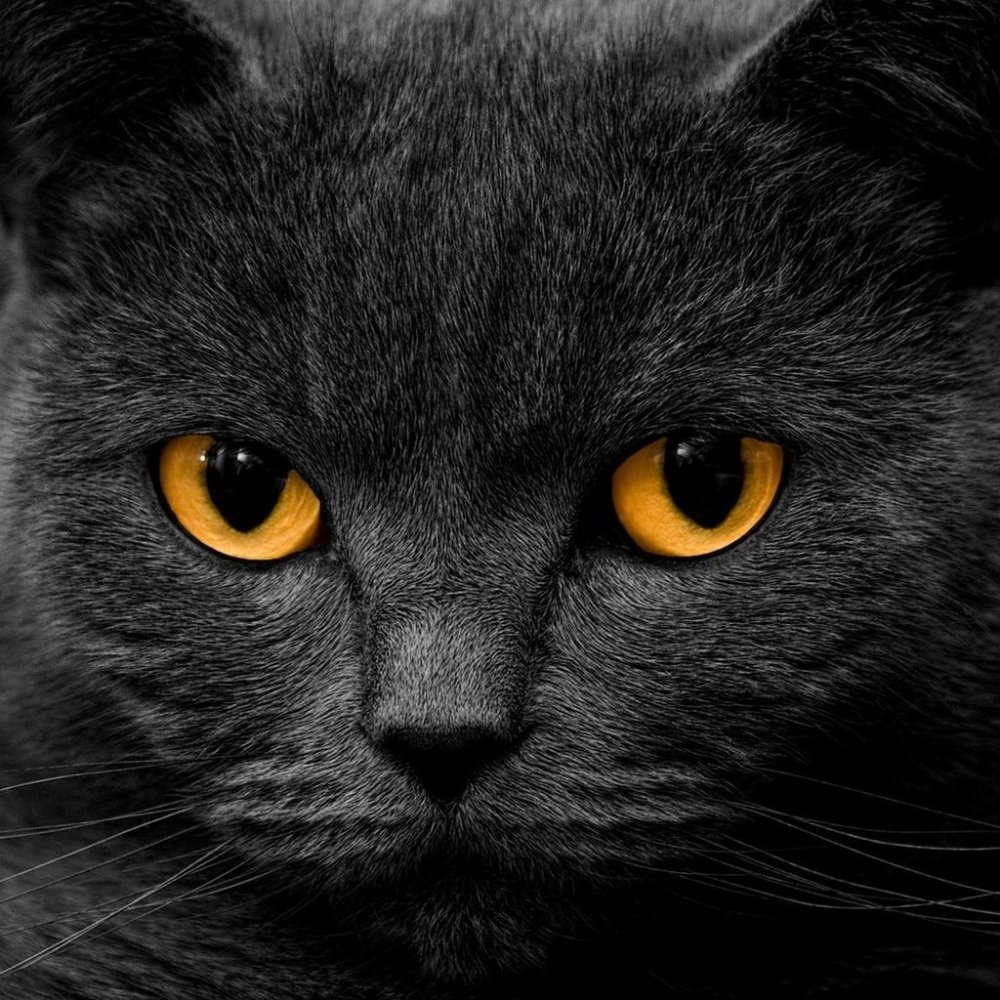 Оранжевые глаза у кошки