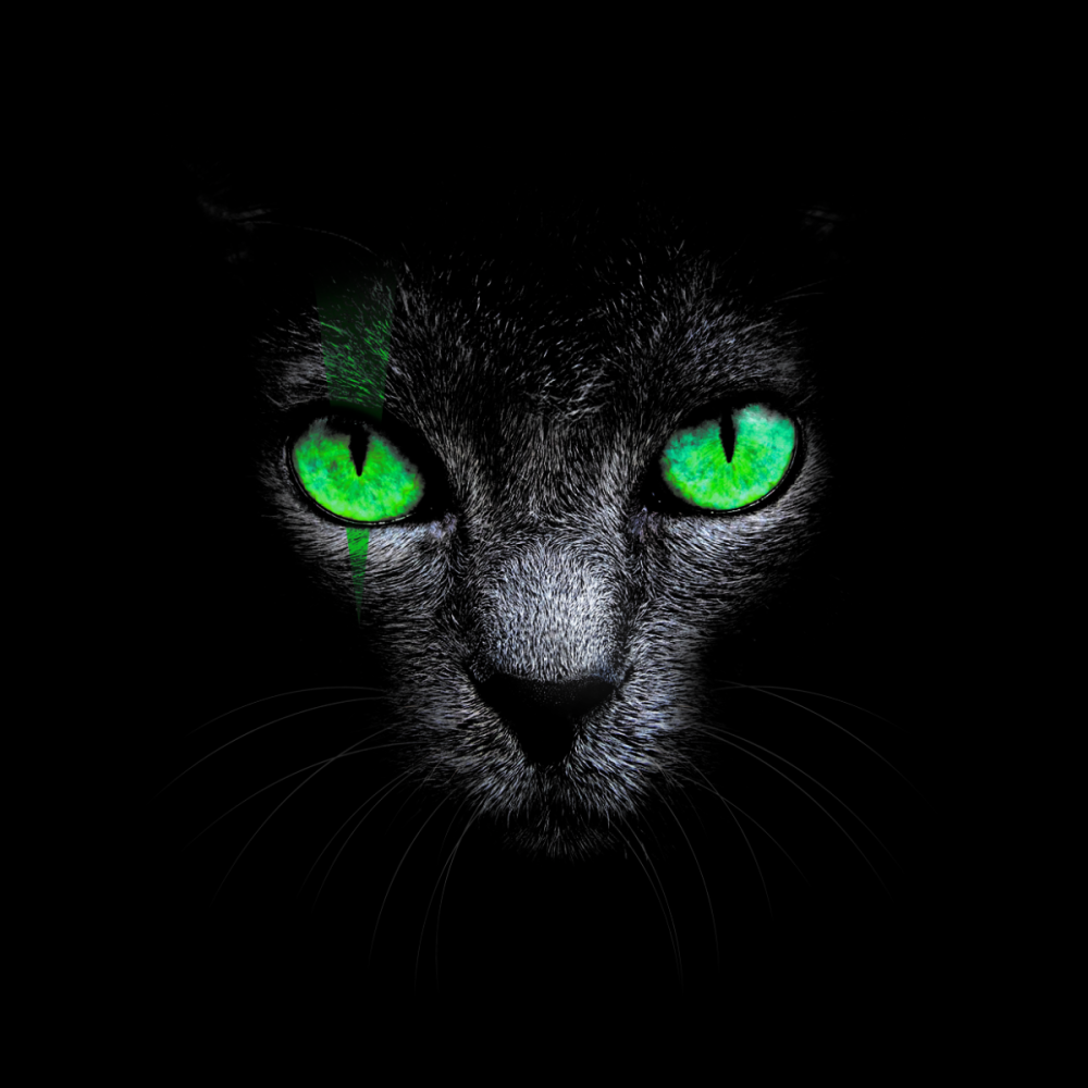 Чёрный кот с зелёными глазами