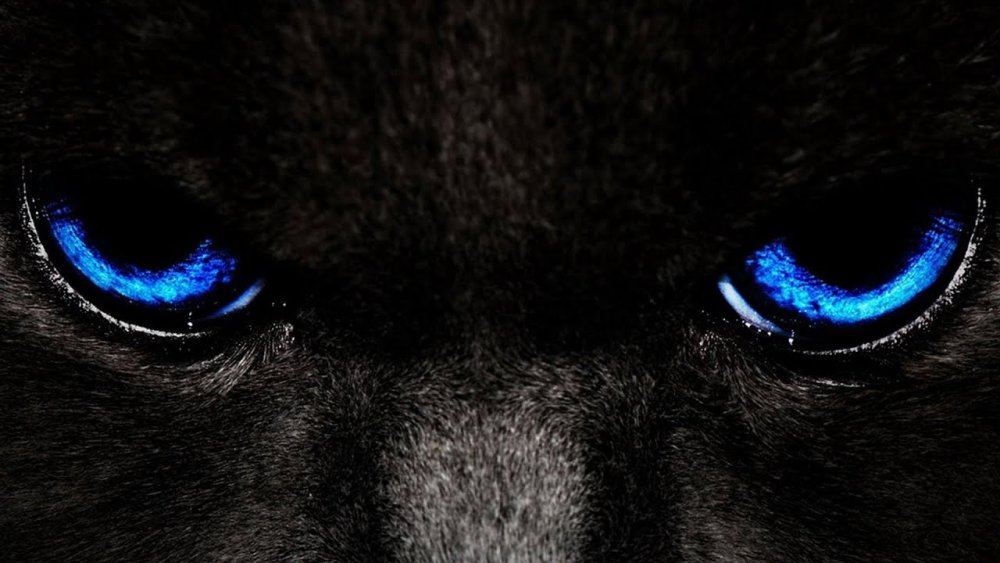 Картинки черная кошка с голубыми глазами