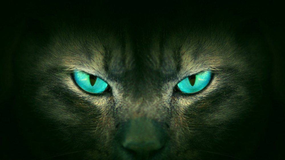 Взгляд кошки