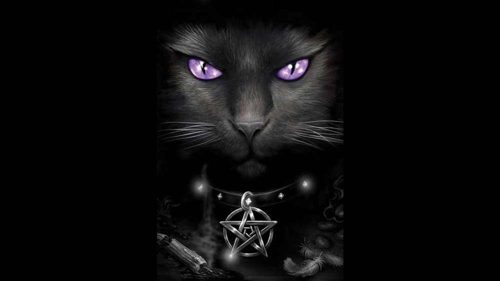 Мистические чёрные коты