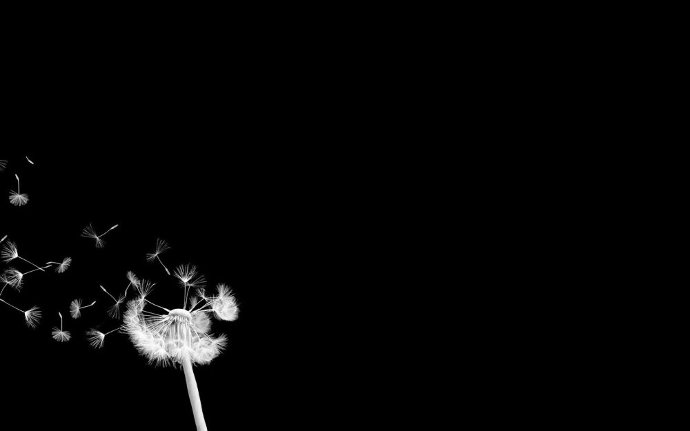 Ветка Сакуры на темном фоне