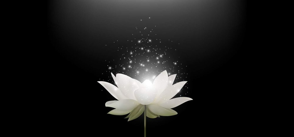 Цветы на темном фоне