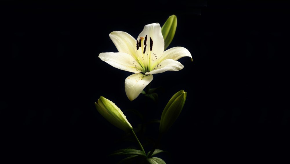 Абстракция в черно белых тонах