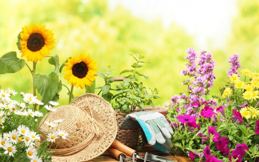 Лето цветы