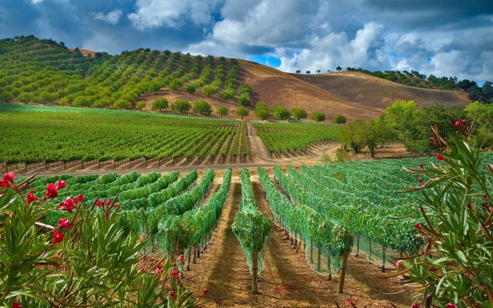 Греция агрокультура поле