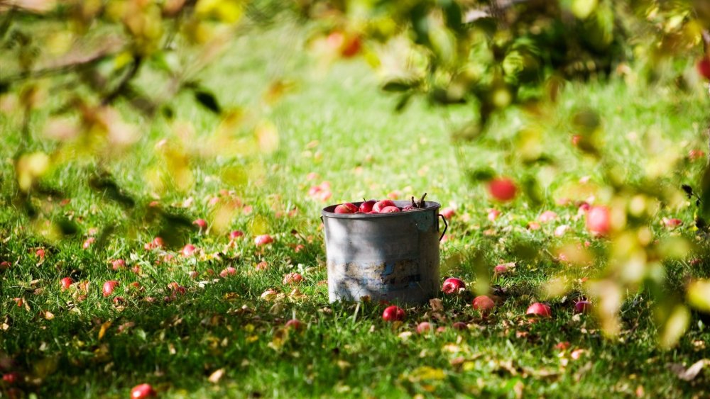 Яблоки в лесу