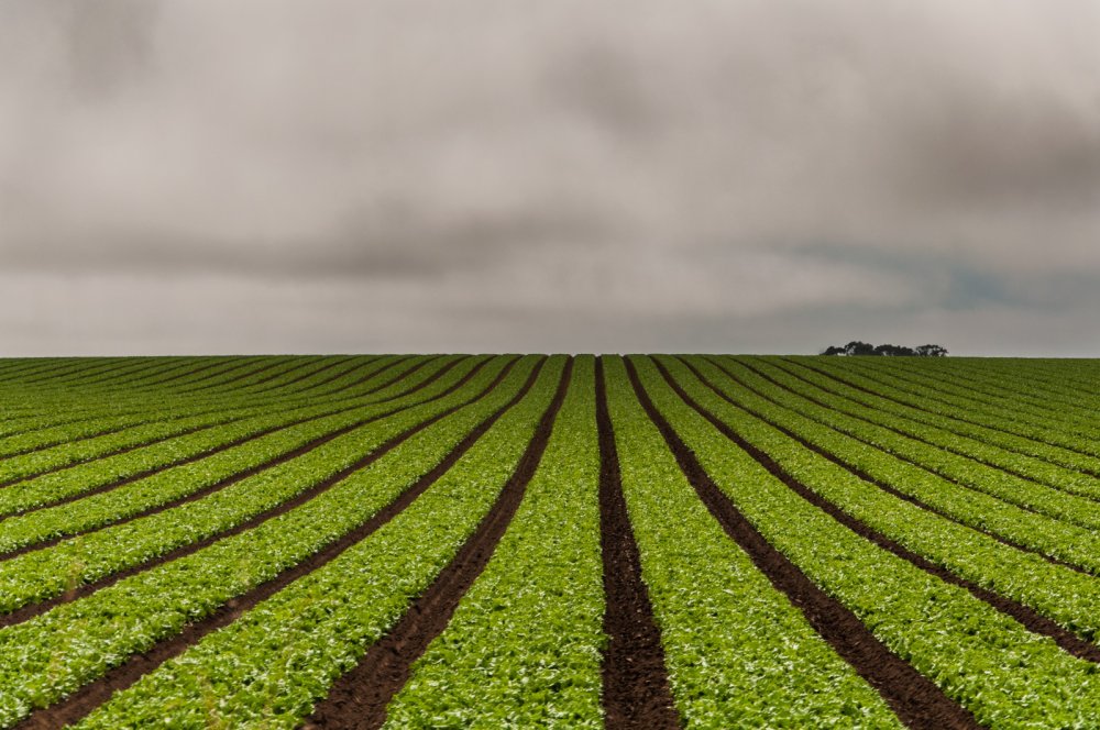 Северный Брабант картофельные поля Голландия