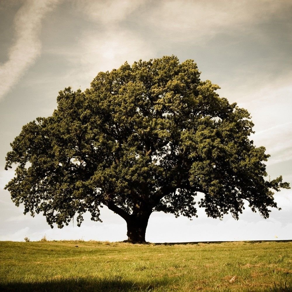 Красивое семейное дерево