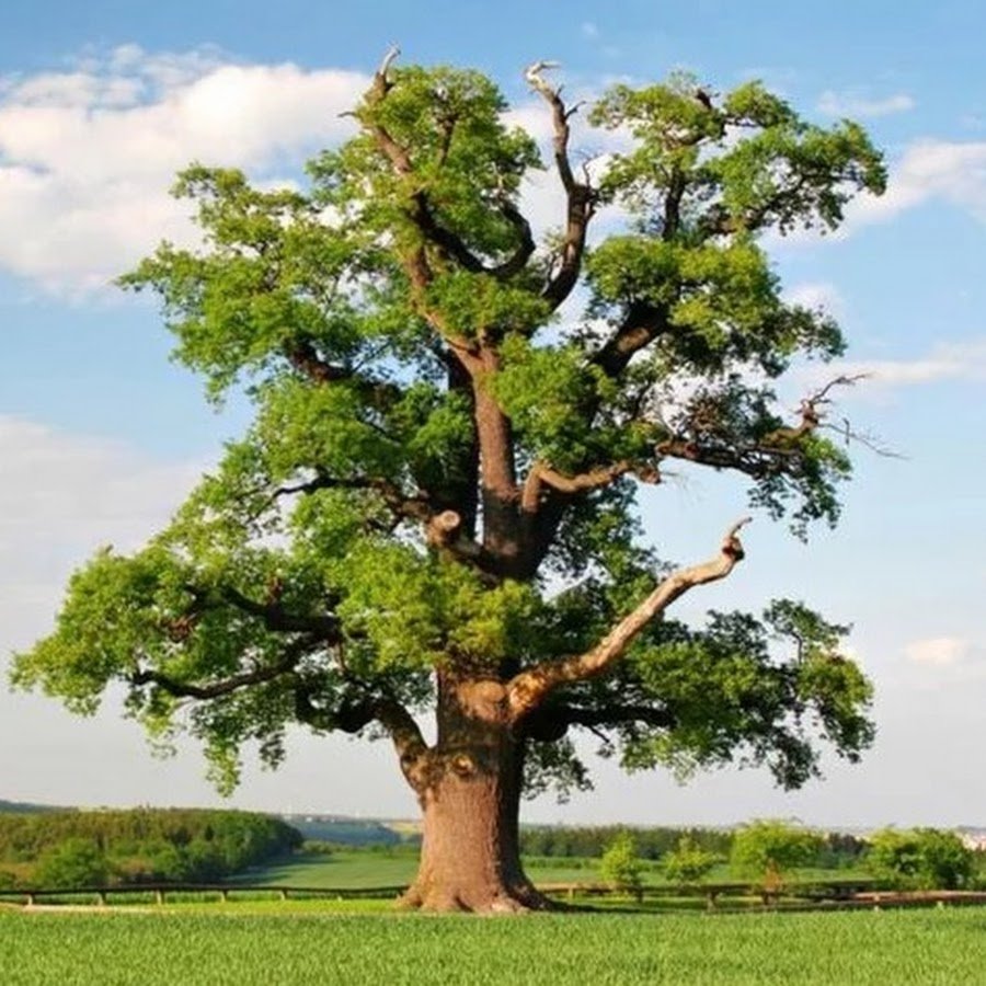 Красивое дерево для родословной