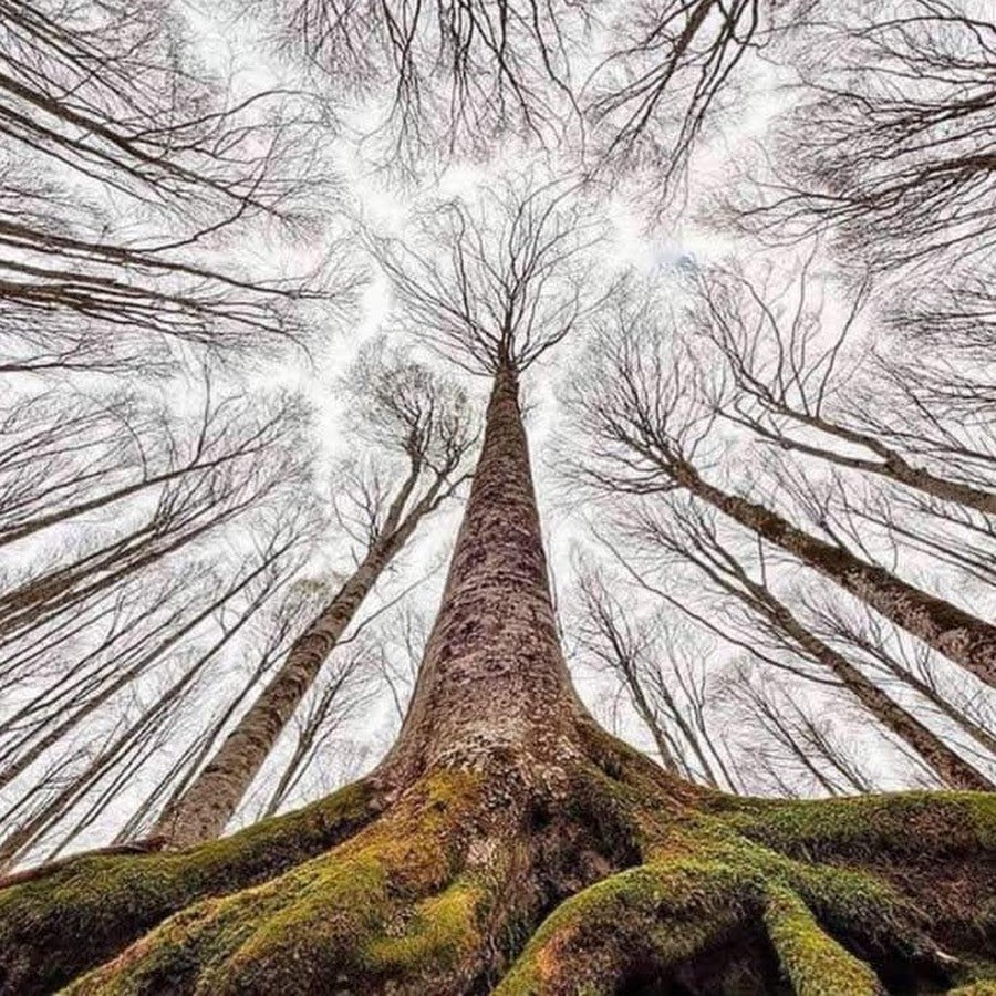 Дуб на белом фоне