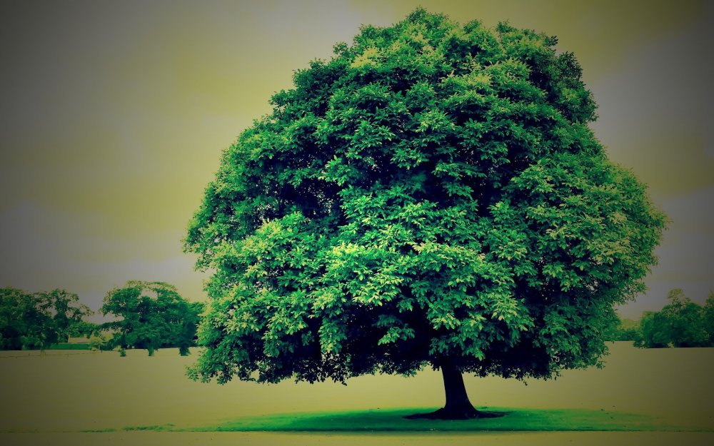 Дерево кроной вниз