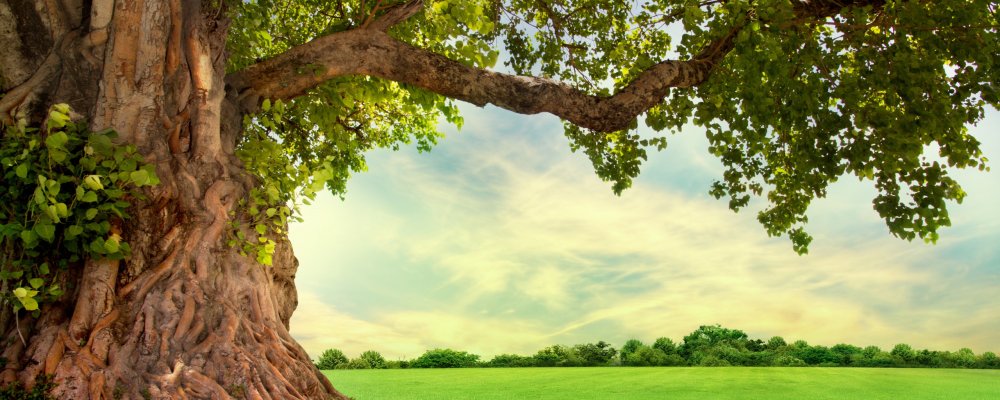 Фреска дерево с кроной