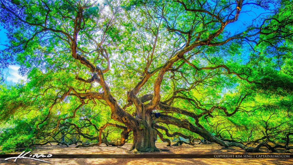 Дерево с большой кроной и корнями