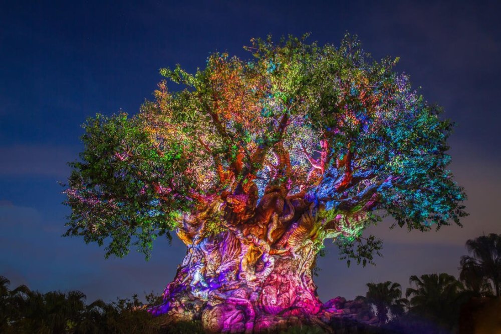 Подсветка крон деревьев