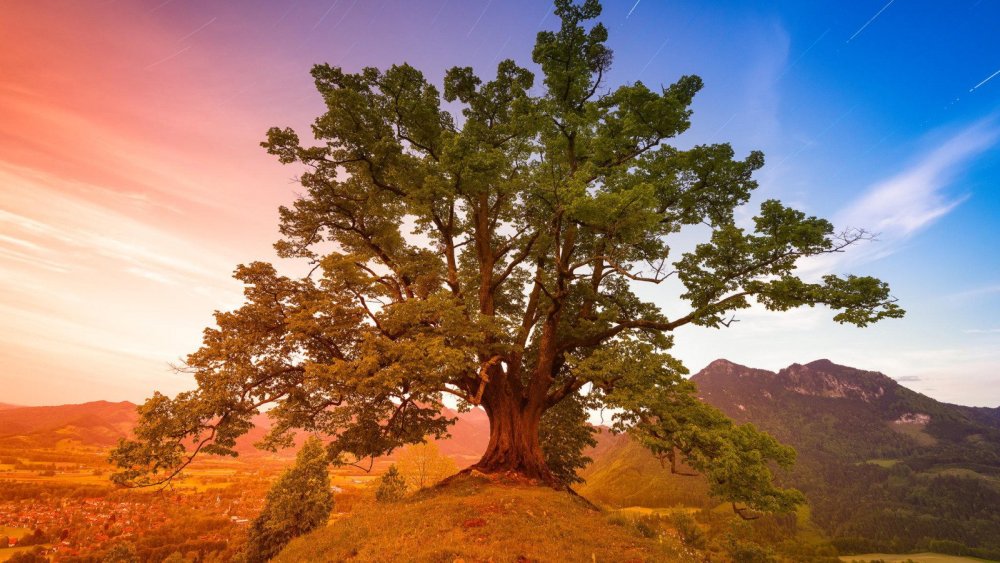 Дерево растет