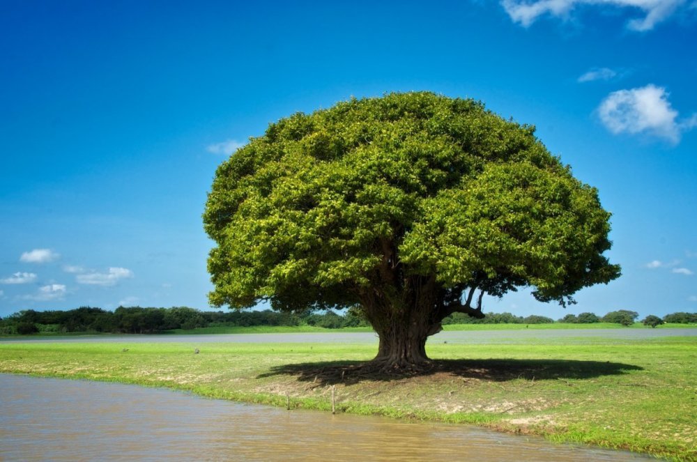 Nikolis дерево