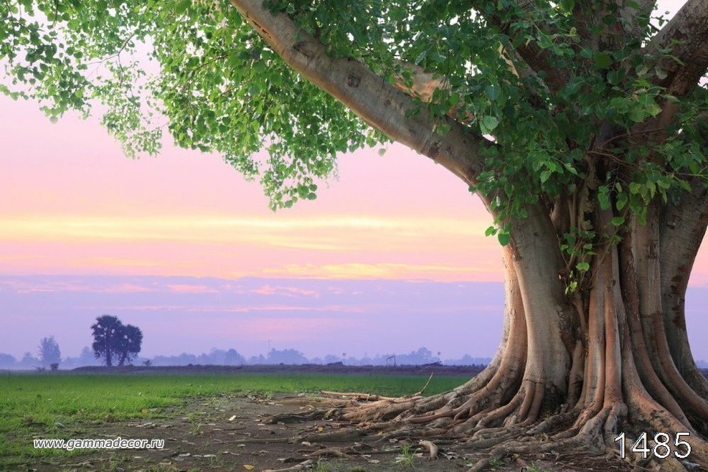 Красивое раскидистое дерево