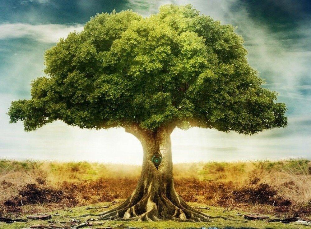 Дерево на фоне воды