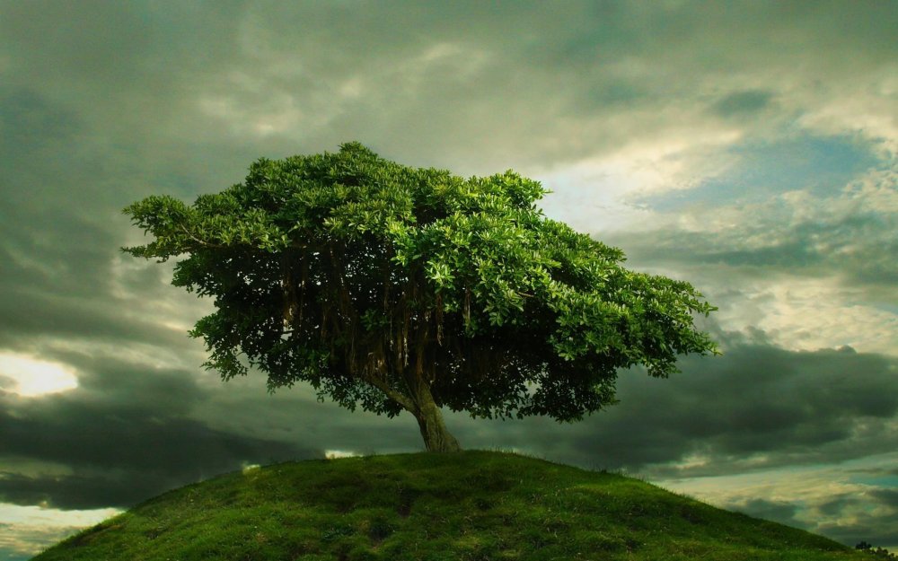 Пышное дерево