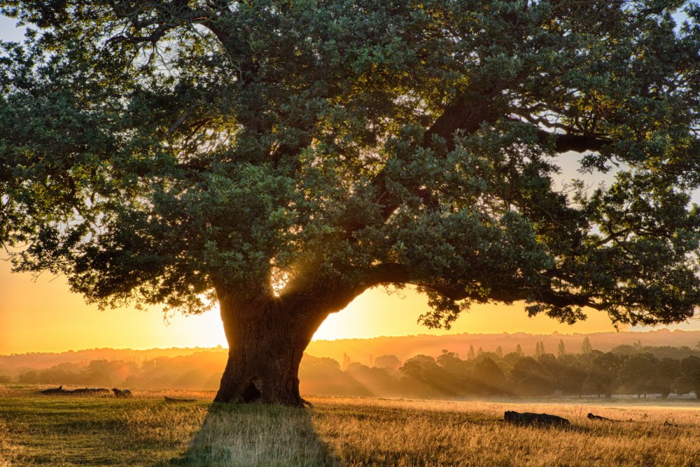 Высокие холмы для деревьев