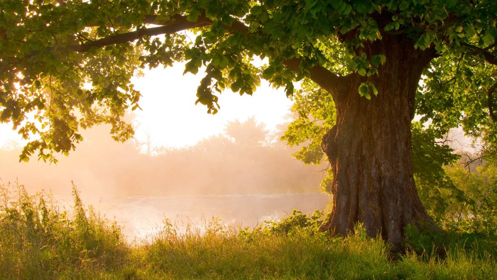 Аватарка дерево