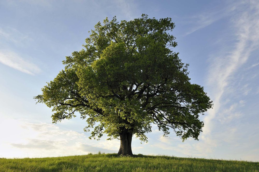 Овальная крона дерева рисунок